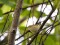 Phylloscopus inornatus