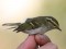 Phylloscopus proregulus