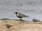 Pluvialis squatarola