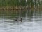 Horned Grebe (Podiceps auritus) Engure lake, Mersrags county, 17-Jun-2015. © Karlis Millers Podiceps auritus