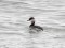 Podiceps auritus