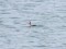 Podiceps grisegena