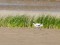 Pied Avocet (Recurvirostra avosetta) Randi meadows, Salacgriva county, 01-Jun-2015. © Ugis Piterans Recurvirostra avosetta