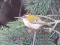 Firecrest (Regulus ignicapilla) Daugavpils, 24-Apr-2015. © Ritvars Rekmanis Regulus ignicapilla
