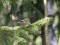 Firecrest (Regulus ignicapilla) Kanieris lake surroundings, Engure county, 24-Apr-2015. © Ieva Grinerte Regulus ignicapilla