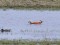 Ruddy Shelduck (Tadorna ferruginea) Valmiera surroundings, Burtnieki county, 19-Apr-2015. © Karlis Millers Tadorna ferruginea