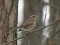Turdus iliacus