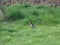 Turdus torquatus