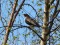 Ring Ouzel (Turdus torquatus) Kalngale fields, Carnikava county, 30-Apr-2015. © Igors Denisovs Turdus torquatus