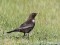 Turdus torquatus