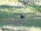 Turdus torquatus