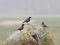 Ring Ouzel (Turdus torquatus) Vidale, Dundaga county, 26-Apr-2015. © Ieva Grinerte Turdus torquatus
