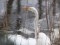 Ardea alba