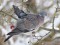 Columba palumbus
