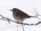 Turdus philomelos