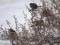Carduelis flavirostris