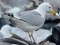 Larus cachinnans