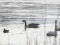 Branta canadensis