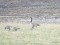 Branta canadensis
