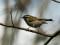 Regulus ignicapilla