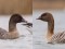Anser brachyrhynchus