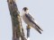 Falco peregrinus
