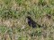Turdus torquatus