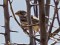 Emberiza calandra