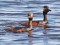 Podiceps nigricollis