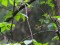 Regulus ignicapilla