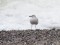 Larus cachinnans