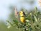 Motacilla citreola