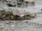 Calidris alpina