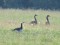 Branta leucopsis