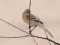 Motacilla citreola