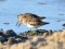 Broad-billed Sandpiper (Limicola falcinellus) Mangalsala, Riga, 01-Aug-2016. © Igors Denisovs Limicola falcinellus