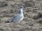 Mediterranean Gull (Larus melanocephalus) Arone fields, Daugavpils county, 02-Aug-2016. © Andris Erts Larus melanocephalus