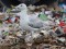 Caspian Gull (Larus cachinnans) Getlini, Stopini county, 06-Aug-2016. © Igors Denisovs Larus cachinnans
