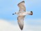 Caspian Gull (Larus cachinnans) Gauja river mouth, Carnikava county, 11-Aug-2016. © Igors Denisovs Larus cachinnans
