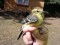 Citrine Wagtail (Motacilla citreola) Pape, Rucava county, 12-Aug-2016. © Aksels Jaunzemis Motacilla citreola