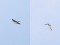 House Martin and Barn Swallow hybrid (Delichon urbicum x Hirundo rustica) Pape, Rucava county, 14-Aug-2016 © Edgars Smislovs Delichon urbicum x Hirundo rustica