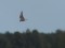 Whiskered Tern (Chlidonias hybrida) lake Babite, Babite county, 15-Aug-2016. © Peteris Daknis Chlidonias hybrida