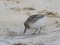 Broad-billed Sandpiper (Limicola falcinellus) Lielupe river mouth, Jurmala, 16-Aug-2016. © Igors Denisovs Limicola falcinellus