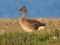 Tundra Bean Goose (Anser serrirostris) Ventspils, 20-Aug-2016. © Igors Denisovs Anser serrirostris