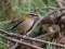 Firecrest (Regulus ignicapilla) Pape, Rucava county, 21-Aug-2016. © Edgars Smislovs Regulus ignicapilla