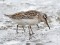 Broad-billed Sandpiper (Limicola falcinellus) Mangalsala, Riga, 24-Aug-2016. © Igors Denisovs Limicola falcinellus