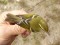 Phylloscopus inornatus