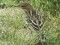 Anthus cervinus