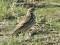 Anthus cervinus