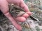 Anthus cervinus